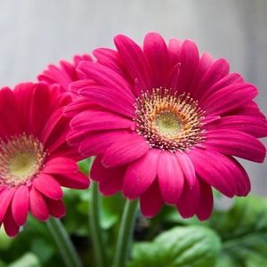 Meet your Posher, Thais